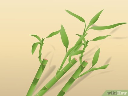 Cum să crească un bambus fericit
