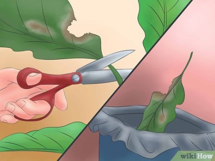 Cum să eliminați organismele ecologice de paianjen roșu