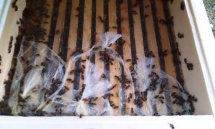 Cum am hrănit albinele cu sirop de zahăr în pachete, note ale unui apicultor