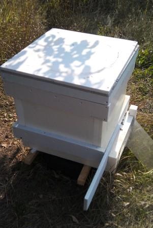 Cum am hrănit albinele cu sirop de zahăr în pachete, note ale unui apicultor