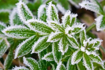 Cum se protejează plantele împotriva înghețurilor recurente