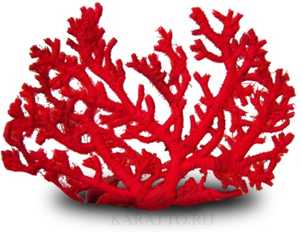 Proprietăți magice de piatră coral și cine se potrivește, specii, culori