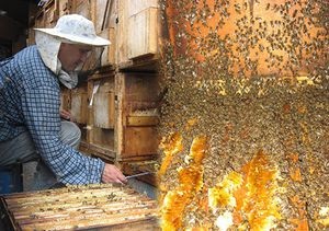 Picături de hei pee cu tratament cu ochi tentorium cu extract de apă propolis