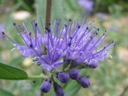 Kékszakáll botanikai referencia, termesztés és karbantartás