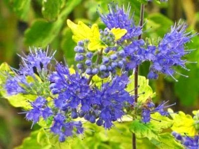 Caryopteris засаждане и грижи на открито земята семена размножаване