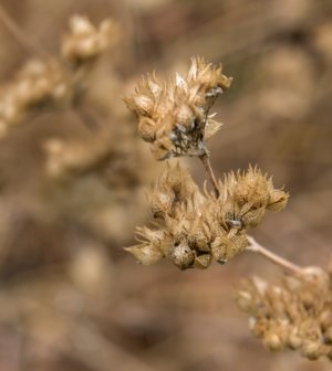 Karyopteris plantarea și grija pentru arbust albastru