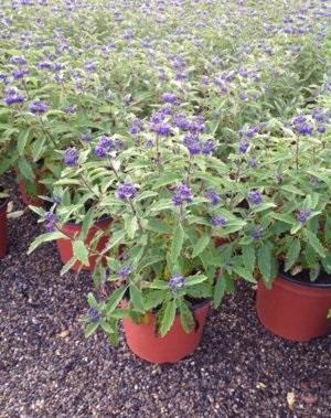 Caryopteris засяване и грижи за храсти сини