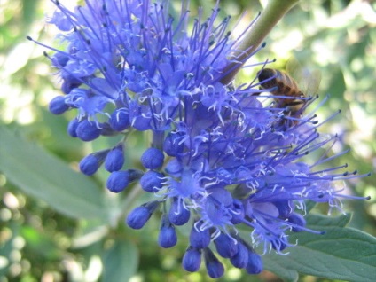 Karyopteris - îngrijirea ceață albastră de arbuști