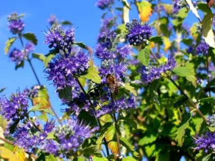 Karyopteris - îngrijirea ceață albastră de arbuști