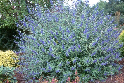 Karyopteris - îngrijirea ceață albastră de arbuști