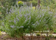 Cultivarea Karyopteris, tăierea, hibernarea, reproducerea