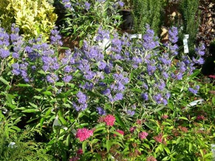 Cultivarea Karyopteris, tăierea, hibernarea, reproducerea