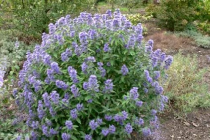 Cultivarea Karyopteris, tăierea, hibernarea, reproducerea