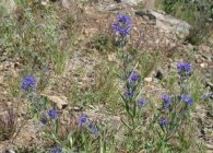 Cultivarea Karyopteris, tăierea, hibernarea, reproducerea