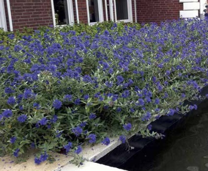 Cultivarea Karyopteris, tăierea, hibernarea, reproducerea