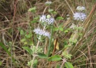 Cultivarea Karyopteris, tăierea, hibernarea, reproducerea