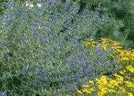 Cultivarea Karyopteris, tăierea, hibernarea, reproducerea