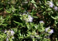 Cultivarea Karyopteris, tăierea, hibernarea, reproducerea