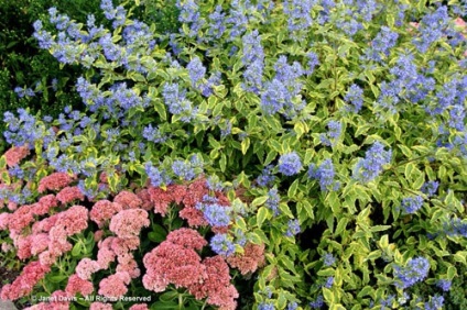 Cultivarea Karyopteris, tăierea, hibernarea, reproducerea