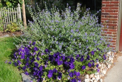 Cultivarea Karyopteris, tăierea, hibernarea, reproducerea