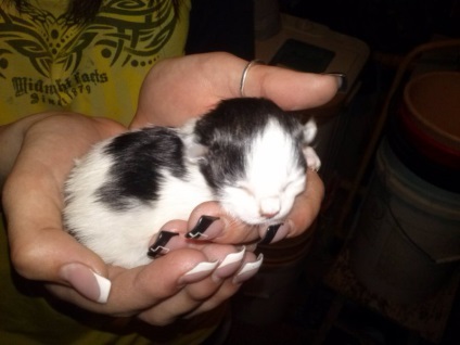 Care sunt pisicile care visează la nou-născuți, mici, orbi