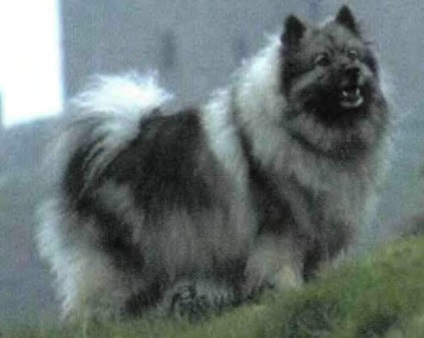 Keeshond (lupul olandez pomeranian)