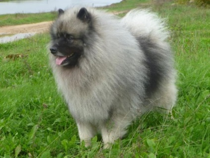 Keeshond (lupul olandez pomeranian)