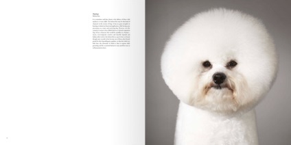 Cartea câinelui lui Tim Flesh (jurnalul online etoday)