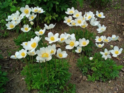 Când plantați anemone pe răsaduri și în vârfuri de sol deschis pentru plantarea anemonei cu semințe în primăvară și toamnă