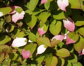 Când plantați anemone pe răsaduri și în vârfuri de sol deschis pentru plantarea anemonei cu semințe în primăvară și toamnă