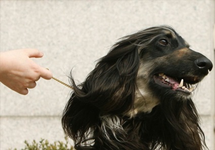 Clonarea comercială a câinilor din Coreea de Sud (revista online etoday)