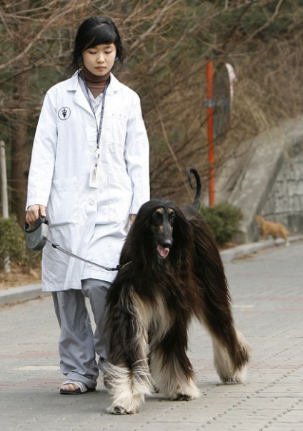 Kereskedelmi kutya klónozás Dél-Korea (on-line folyóirat etoday)