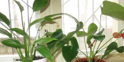 Tipurile și îngrijirea plantelor din interior - experiența personală a plantelor de interior în creștere