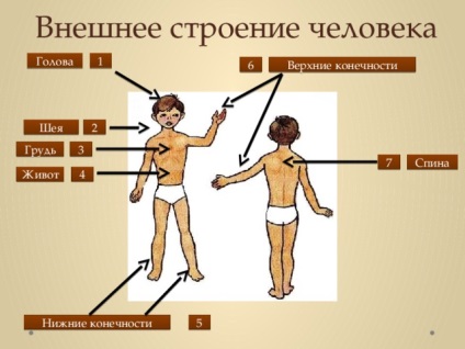 Кратък обзор на урока - структурата на човешкото тяло