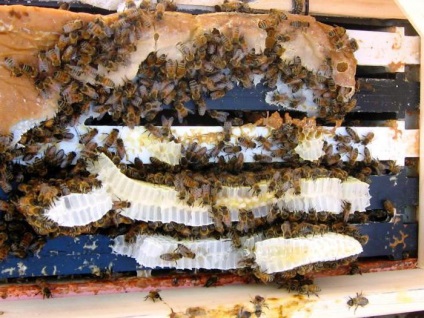 Mâncarea albinelor cu sirop de zahăr pentru regulile și proporțiile de iarnă