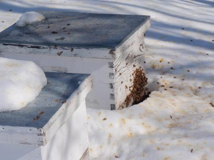 Mâncarea albinelor cu sirop de zahăr pentru regulile și proporțiile de iarnă