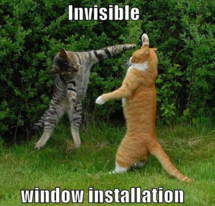 Pisicile cu obiecte invizibile - info blog zwonok