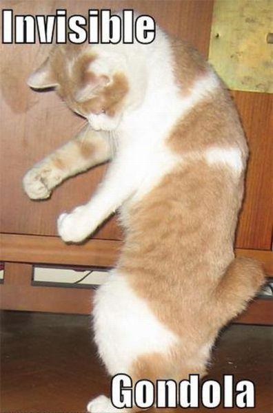 Pisicile cu obiecte invizibile - info blog zwonok
