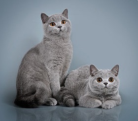 Cat sau pisica pe care sa o aleaga, British Shorthair cat