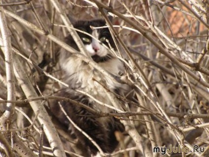 Pisicile din viața mea fauna și flora casei noastre este o rețea socială de sex feminin