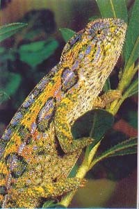 Szőnyeg Chameleon (chamaeleo lateralis) szőnyeg kaméleon tartalom fogságban ellátás, képességgel,