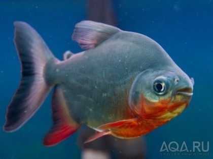 Red Paku conținut de reproducere duplicat descrierea fotografiei, pește de acvariu