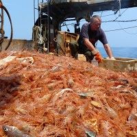 Creveți de Primorye 