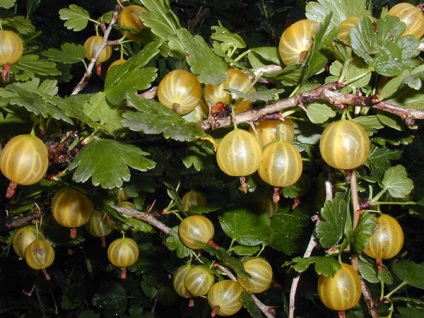Gooseberries sunt o boabe sau un fruct
