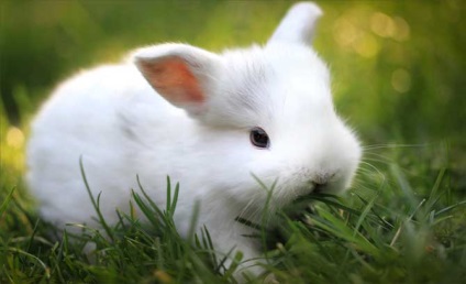 Afacerea Rabbit cum să deschidă o fermă de iepure și dacă este profitabilă