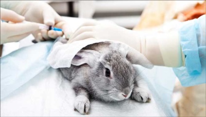 Afacerea Rabbit cum să deschidă o fermă de iepure și dacă este profitabilă