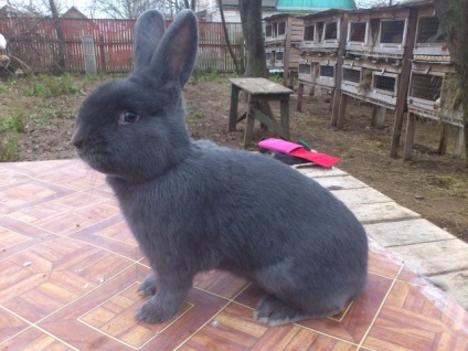 Rabbit albastru vienez - descrierea și caracteristicile rasei în fotografii