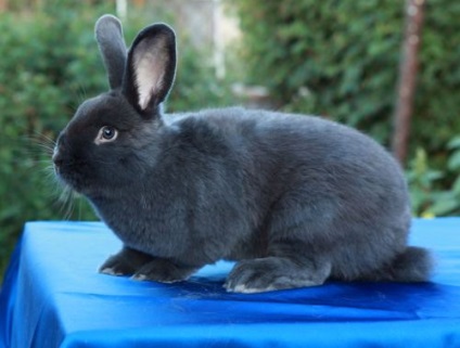 Rabbit albastru vienez - descrierea și caracteristicile rasei în fotografii