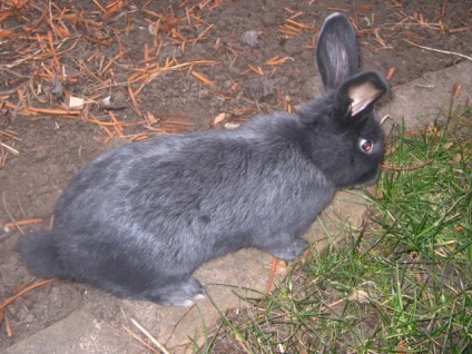 Rabbit albastru vienez - descrierea și caracteristicile rasei în fotografii