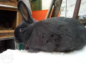 Rabbit albastru vienez - descrierea și caracteristicile rasei în fotografii